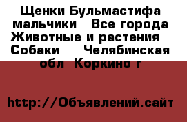 Щенки Бульмастифа мальчики - Все города Животные и растения » Собаки   . Челябинская обл.,Коркино г.